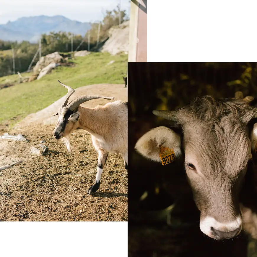 animales de nuestra finca
